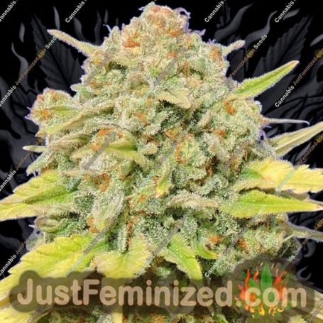 Zkittlez by Original Sensible Cannabis Seeds For Sale at Just Feminized