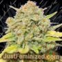 Zkittlez by Original Sensible Cannabis Seeds For Sale at Just Feminized