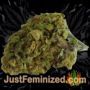 Zkittlez by Original Sensible Buds Weed Ganja Skunk Pot Reefer Dope Herb Pics Images