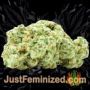 Zkittlez by Original Sensible Buds Weed Ganja Skunk Pot Reefer Dope Herb Pics Images