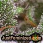 Zkittlez by Original Sensible THC CBD Close Up Trichomes Potency Yield Indica Sativa Strain Pic Images