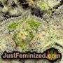 Zkittlez by Original Sensible THC CBD Close Up Trichomes Potency Yield Indica Sativa Strain Pic Images