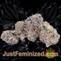 Acid by Paradise Seeds Buds Weed Ganja Skunk Pot Reefer Dope Herb Pics Images