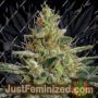 Allkush by Paradise Seeds Cannabis Seeds For Sale at Just Feminized