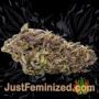 Allkush by Paradise Seeds Buds Weed Ganja Skunk Pot Reefer Dope Herb Pics Images