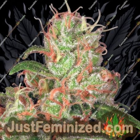 Acid Auto by Paradise Seeds Cannabis Seeds For Sale at Just Feminized