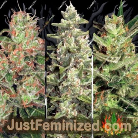Collection No.2 Auto by Paradise Seeds Cannabis Seeds For Sale at Just Feminized