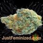Automaria II Auto by Paradise Seeds Buds Weed Ganja Skunk Pot Reefer Dope Herb Pics Images