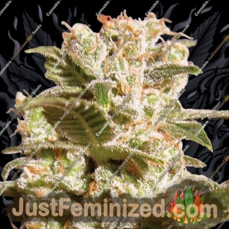 Belladonna by Paradise Seeds Cannabis Seeds For Sale at Just Feminized