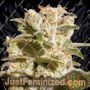 Belladonna by Paradise Seeds Cannabis Seeds For Sale at Just Feminized