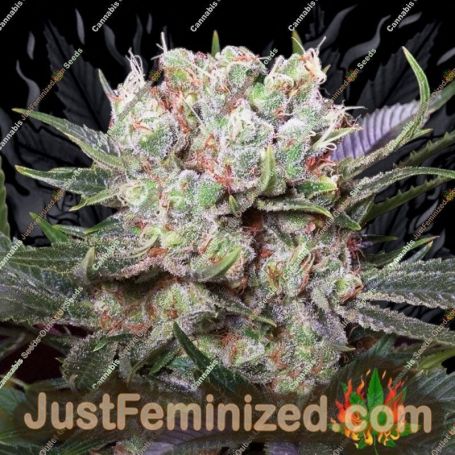 California Gold by Paradise Seeds Cannabis Seeds For Sale at Just Feminized