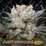 California Gold by Paradise Seeds Cannabis Seeds For Sale at Just Feminized