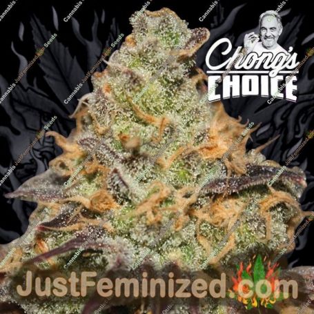 Blue Kush Berry by Paradise Seeds Cannabis Seeds For Sale at Just Feminized