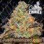 Blue Kush Berry by Paradise Seeds Cannabis Seeds For Sale at Just Feminized