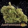 Blue Kush Berry by Paradise Seeds Buds Weed Ganja Skunk Pot Reefer Dope Herb Pics Images