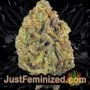 Blue Kush Berry by Paradise Seeds Buds Weed Ganja Skunk Pot Reefer Dope Herb Pics Images
