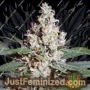 LA Amnesia by Paradise Seeds Cannabis Seeds For Sale at Just Feminized