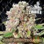 Mendocino Skunk by Paradise Seeds Cannabis Seeds For Sale at Just Feminized