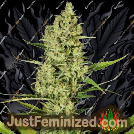 Delahaze by Paradise Seeds Cannabis Seeds For Sale at Just Feminized
