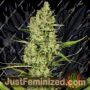 Delahaze by Paradise Seeds Cannabis Seeds For Sale at Just Feminized