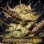 Durga Mata by Paradise Seeds Cannabis Seeds For Sale at Just Feminized