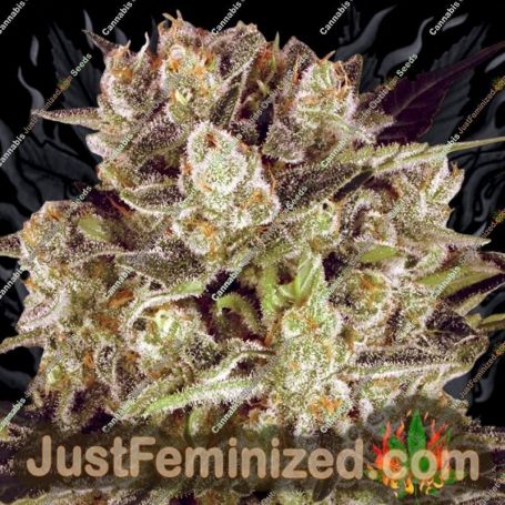 Durga Mata II by Paradise Seeds Cannabis Seeds For Sale at Just Feminized