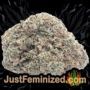 Durga Mata II by Paradise Seeds Buds Weed Ganja Skunk Pot Reefer Dope Herb Pics Images