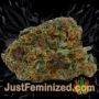 Dutch Dragon by Paradise Seeds Buds Weed Ganja Skunk Pot Reefer Dope Herb Pics Images