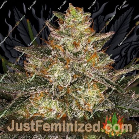 Dutch Kush by Paradise Seeds Cannabis Seeds For Sale at Just Feminized
