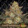 Dutch Kush by Paradise Seeds Cannabis Seeds For Sale at Just Feminized