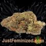 Dutch Kush by Paradise Seeds Buds Weed Ganja Skunk Pot Reefer Dope Herb Pics Images