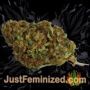 Dutch Kush by Paradise Seeds Buds Weed Ganja Skunk Pot Reefer Dope Herb Pics Images