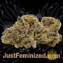 Dutch Kush by Paradise Seeds Buds Weed Ganja Skunk Pot Reefer Dope Herb Pics Images