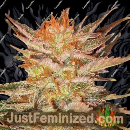 Ice Cream by Paradise Seeds Cannabis Seeds For Sale at Just Feminized