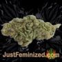 Ice Cream by Paradise Seeds Buds Weed Ganja Skunk Pot Reefer Dope Herb Pics Images