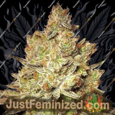 Jacky White by Paradise Seeds Cannabis Seeds For Sale at Just Feminized