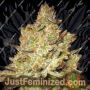 Jacky White by Paradise Seeds Cannabis Seeds For Sale at Just Feminized