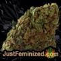 Jacky White by Paradise Seeds Buds Weed Ganja Skunk Pot Reefer Dope Herb Pics Images