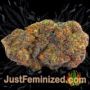 Jacky White by Paradise Seeds Buds Weed Ganja Skunk Pot Reefer Dope Herb Pics Images