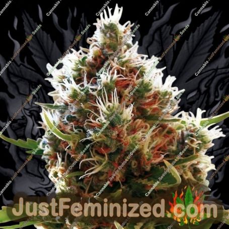 Lucid Bolt by Paradise Seeds Cannabis Seeds For Sale at Just Feminized