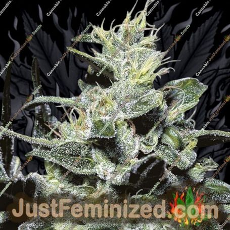 Nebula by Paradise Seeds Cannabis Seeds For Sale at Just Feminized