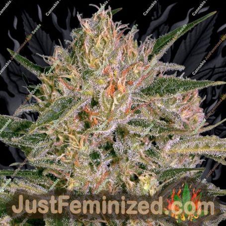 Nebula II by Paradise Seeds Cannabis Seeds For Sale at Just Feminized