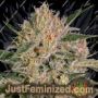 Nebula II by Paradise Seeds Cannabis Seeds For Sale at Just Feminized