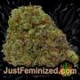 Nebula II by Paradise Seeds Buds Weed Ganja Skunk Pot Reefer Dope Herb Pics Images