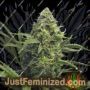 Sweet Auto by AutoSeeds Cannabis Seeds For Sale at Just Feminized