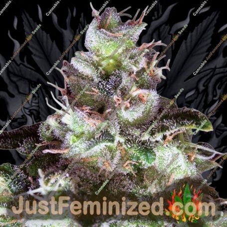 Original White Widow IBL by Paradise Seeds Cannabis Seeds For Sale at Just Feminized
