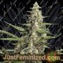Pandora Auto by Paradise Seeds Cannabis Seeds For Sale at Just Feminized