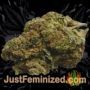 Pandora Auto by Paradise Seeds Buds Weed Ganja Skunk Pot Reefer Dope Herb Pics Images