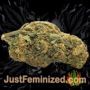 Pandora Auto by Paradise Seeds Buds Weed Ganja Skunk Pot Reefer Dope Herb Pics Images