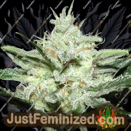 Sensi Star by Paradise Seeds Cannabis Seeds For Sale at Just Feminized